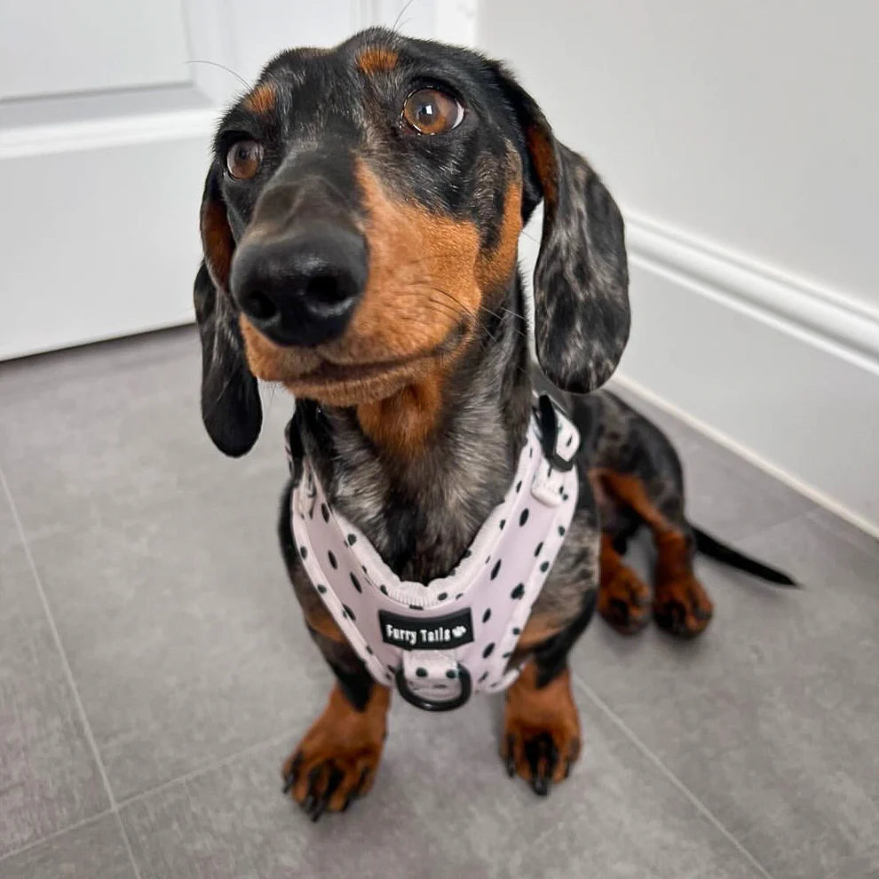 Adjustable Dog Harness (Full Set) (Cookie 'N' Cream) – Dog Harness, Dog Collar, Dog Lead, Dog Poo Bag Holder – by Furry Tails-3