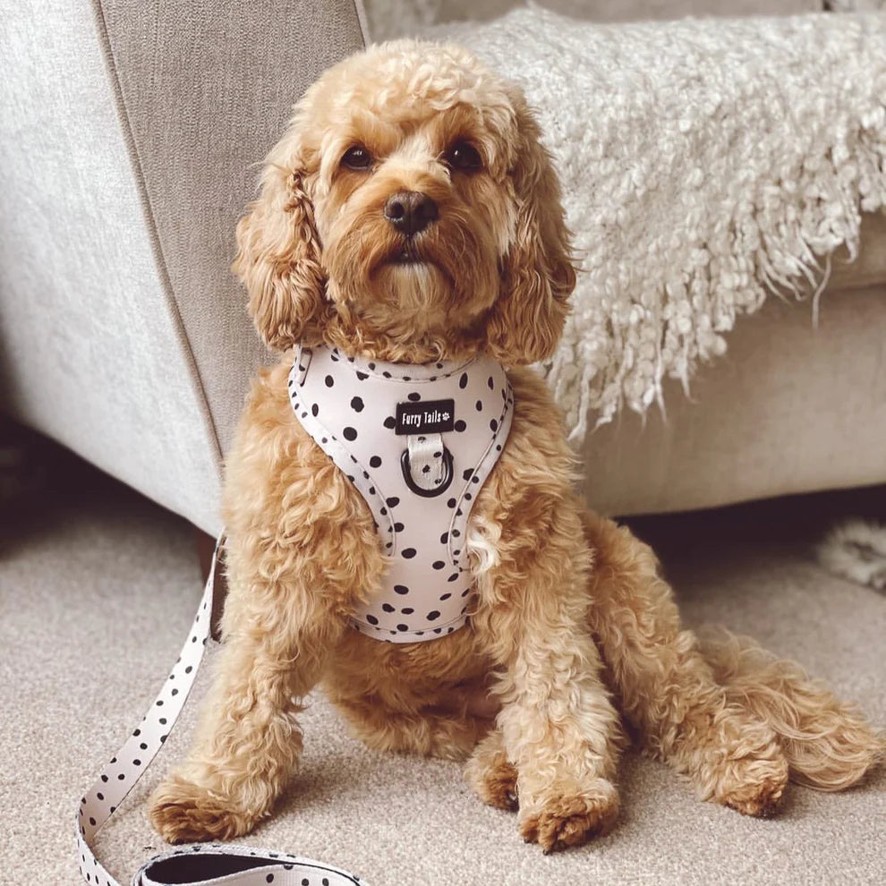Adjustable Dog Harness (Full Set) (Cookie 'N' Cream) – Dog Harness, Dog Collar, Dog Lead, Dog Poo Bag Holder – by Furry Tails-0