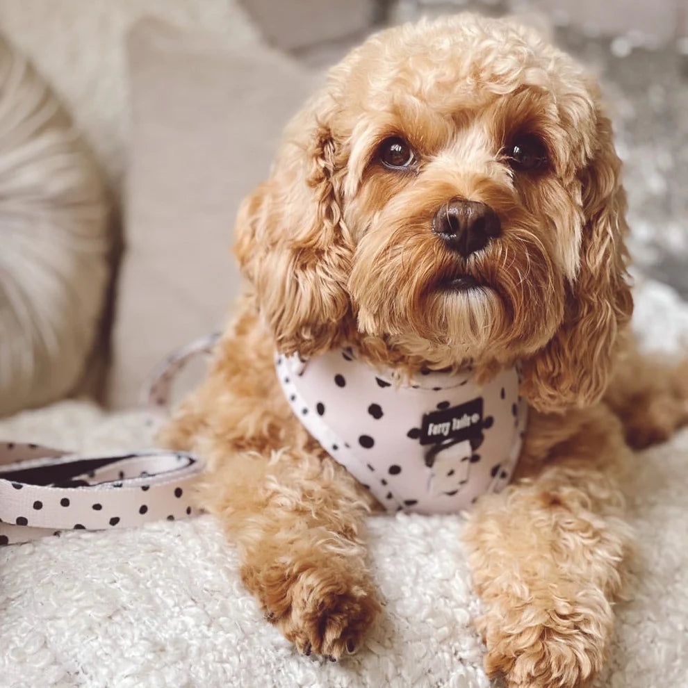 Adjustable Dog Harness (Full Set) (Cookie 'N' Cream) – Dog Harness, Dog Collar, Dog Lead, Dog Poo Bag Holder – by Furry Tails-9