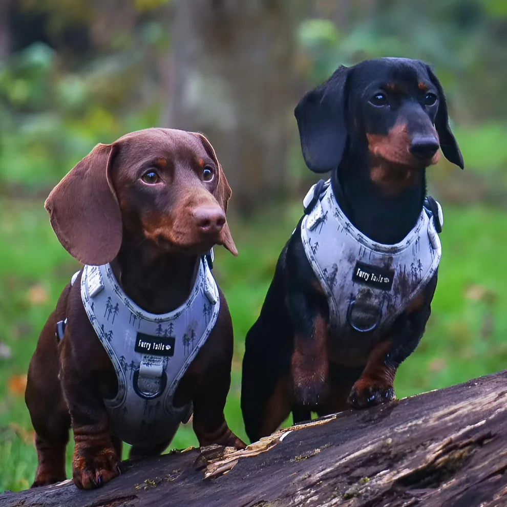 Adjustable Dog Harness (Full Set) ("Feeling Pine") – Dog Harness, Dog Collar, Dog Lead, Dog Poo Bag Holder – by Furry Tails-5