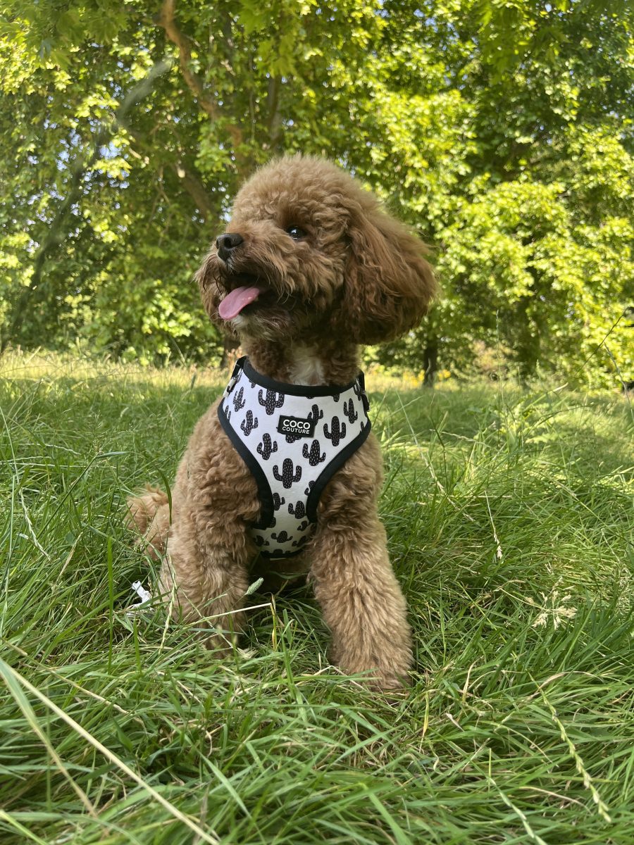 Prickly Paws Adjustable Dog Harness – by Coco Couture-10