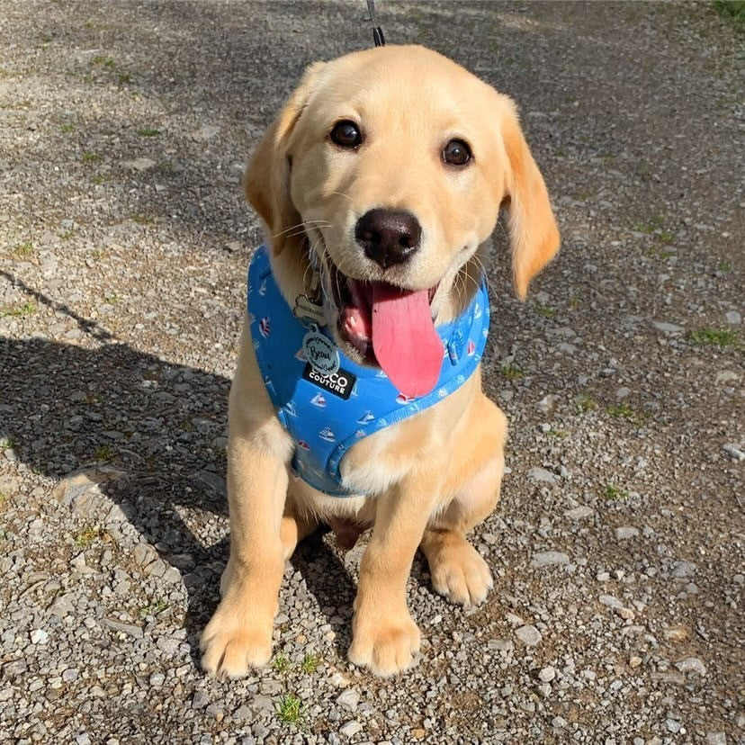 Seas The Day Adjustable Dog Harness – by Coco Couture-7