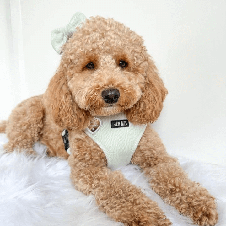 Dog Harness (Full Set) (Peppermint) – Dog Harness, Dog Collar, Dog Lead, Dog Poo Holder, Dog Bow Tie – by Furry Tails-3