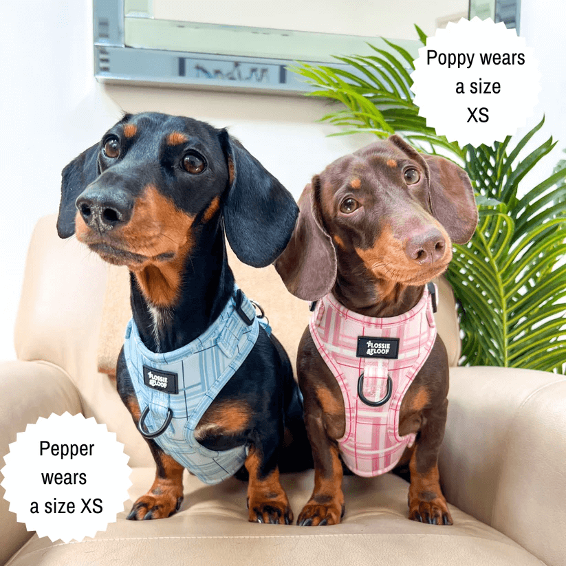Oxford "Oasis" Adjustable Dog Harness – by Flossie & Floof-8