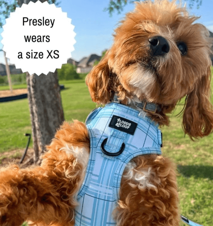 Oxford "Oasis" Adjustable Dog Harness – by Flossie & Floof-6