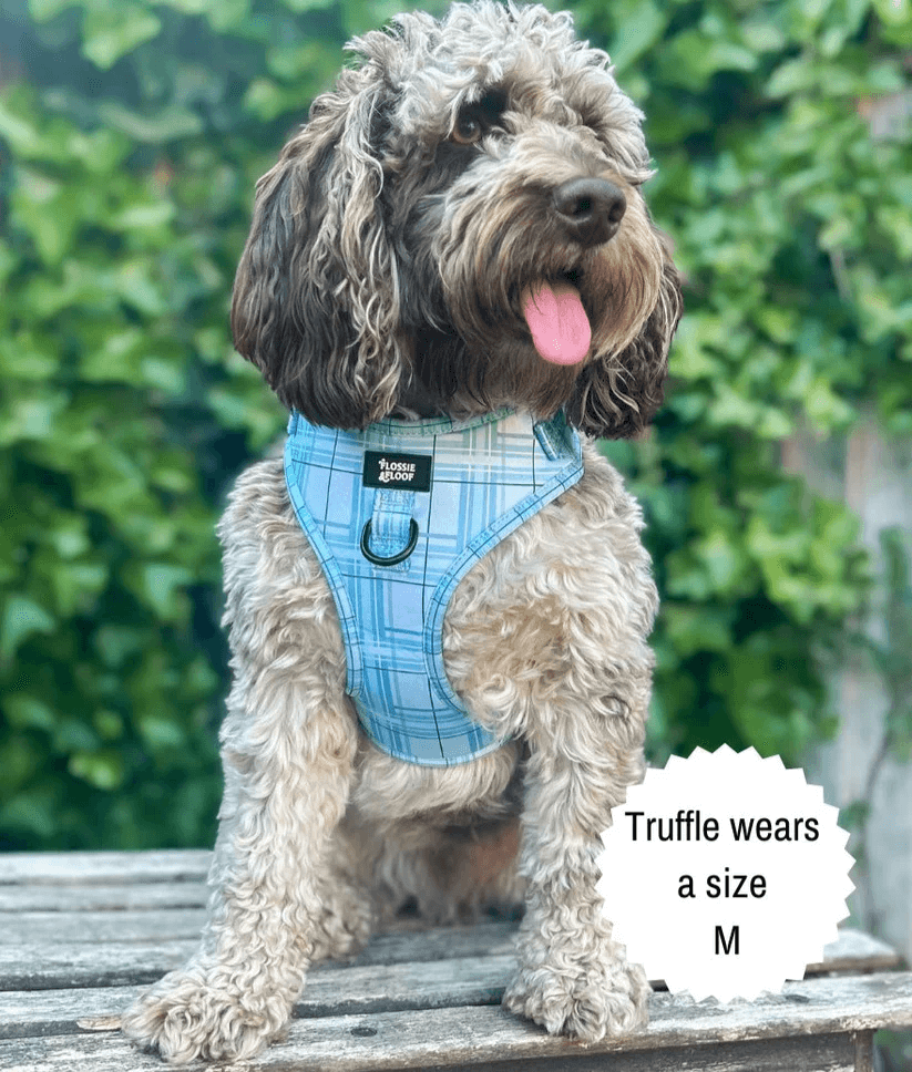 Oxford "Oasis" Adjustable Dog Harness – by Flossie & Floof-4