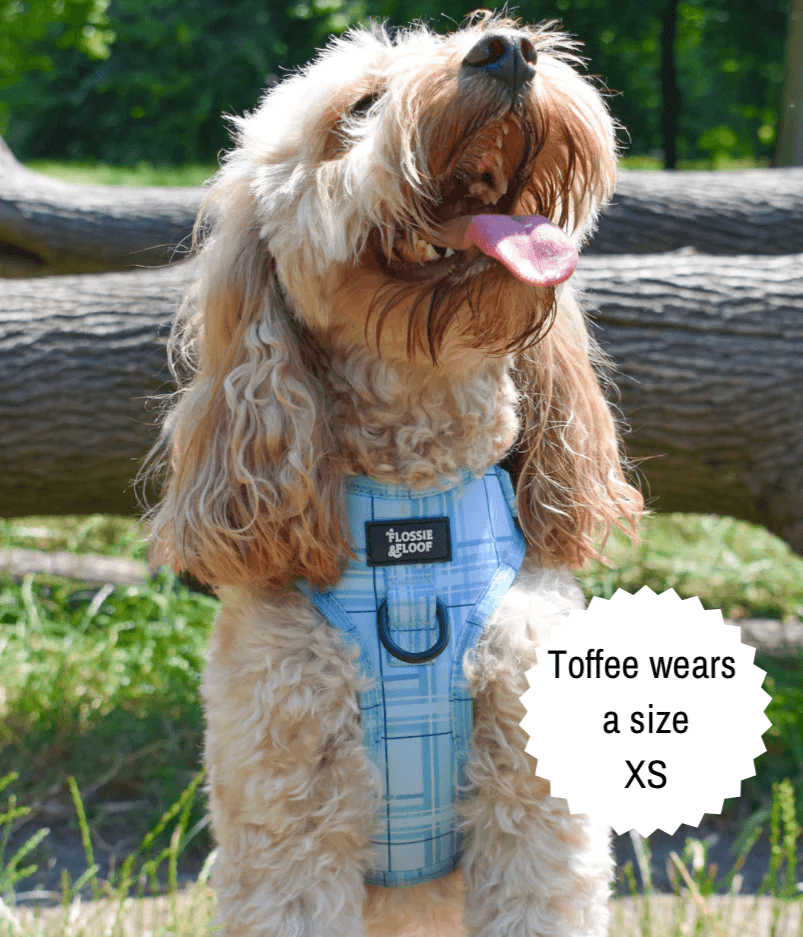 Oxford "Oasis" Adjustable Dog Harness – by Flossie & Floof-10