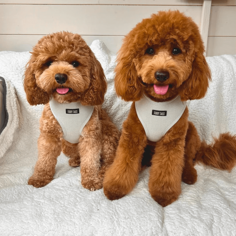 Dog Harness (Full Set) (Peppermint) – Dog Harness, Dog Collar, Dog Lead, Dog Poo Holder, Dog Bow Tie – by Furry Tails-1