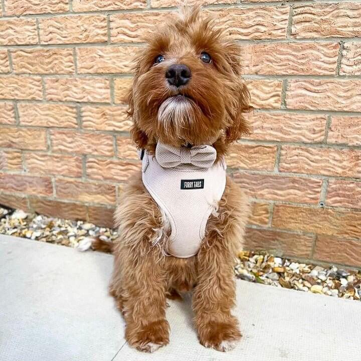Dog Harness (Full Set) (Cashmere) – Dog Harness, Dog Collar, Dog Lead, Dog Poo Holder, Dog Bow Tie – by Furry Tails-6