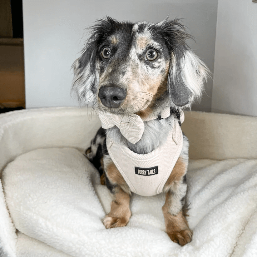 Dog Harness (Full Set) (Cashmere) – Dog Harness, Dog Collar, Dog Lead, Dog Poo Holder, Dog Bow Tie – by Furry Tails-2