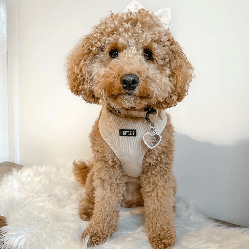 Dog Harness (Full Set) (Cashmere) – Dog Harness, Dog Collar, Dog Lead, Dog Poo Holder, Dog Bow Tie – by Furry Tails-7