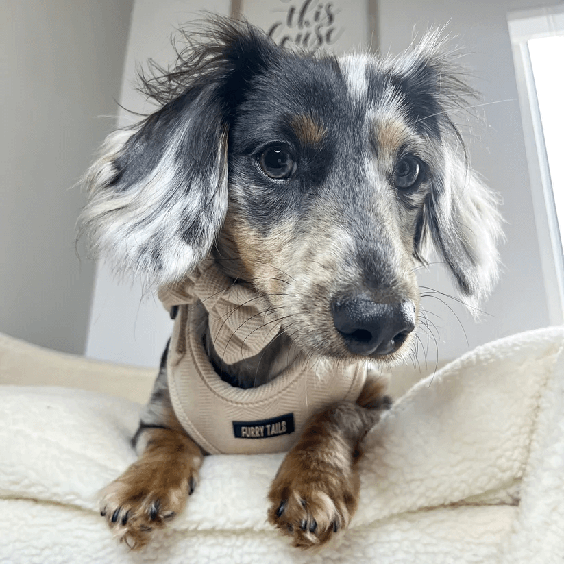 Dog Harness (Full Set) (Cashmere) – Dog Harness, Dog Collar, Dog Lead, Dog Poo Holder, Dog Bow Tie – by Furry Tails-8