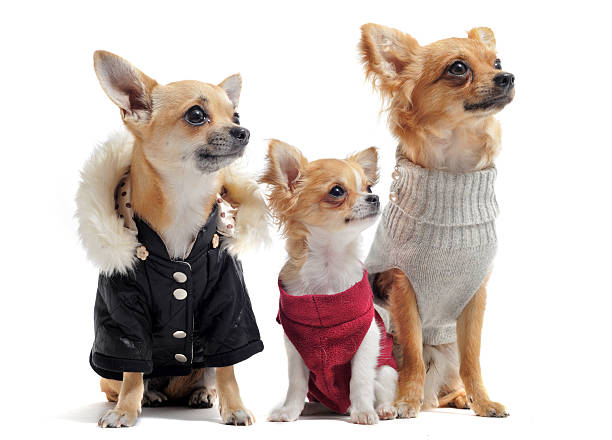 Apparel & Costumes