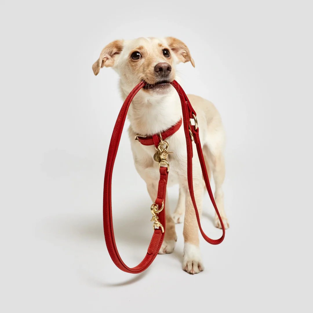 Chic Collars & Luxe Leashes