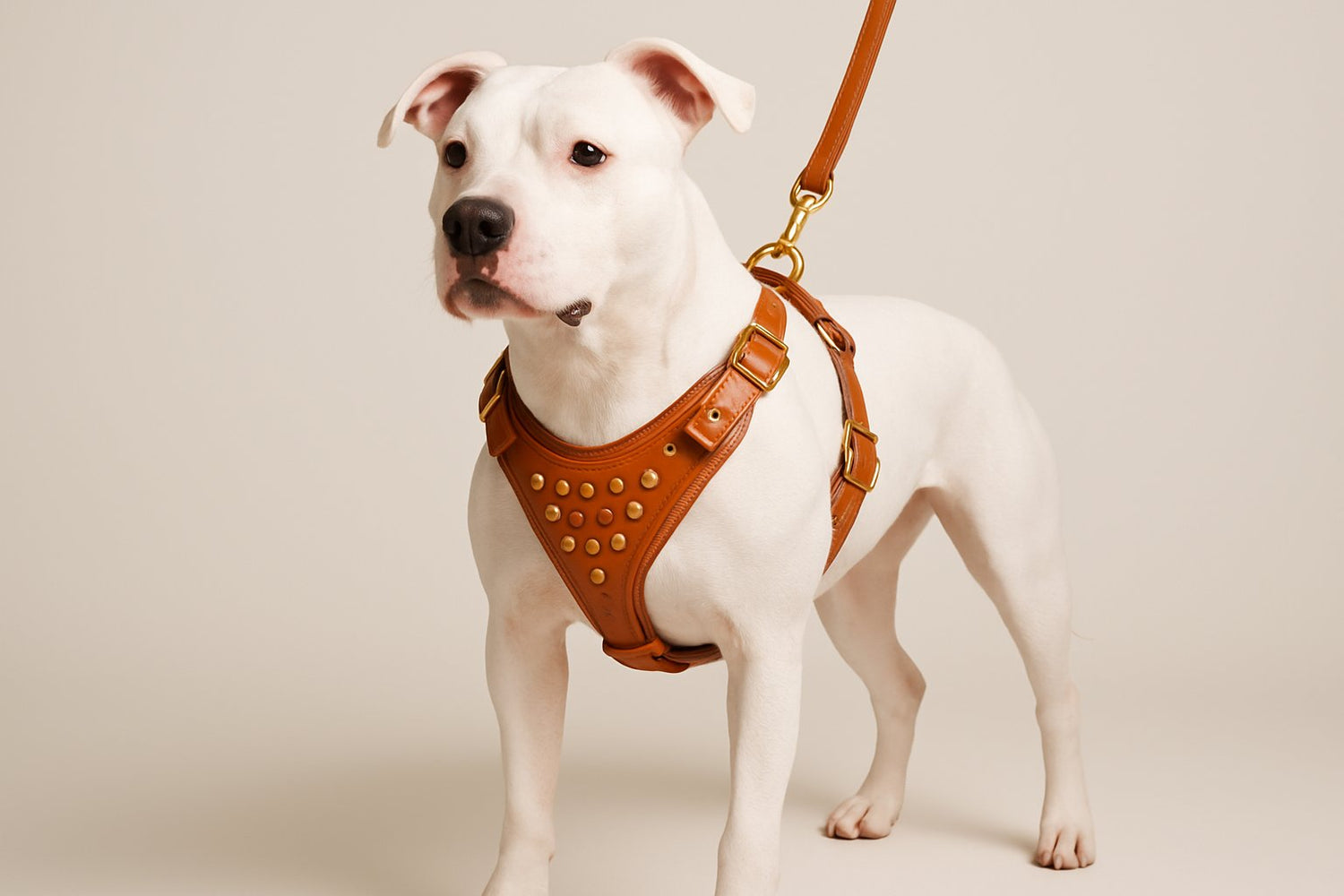 Canine Couture