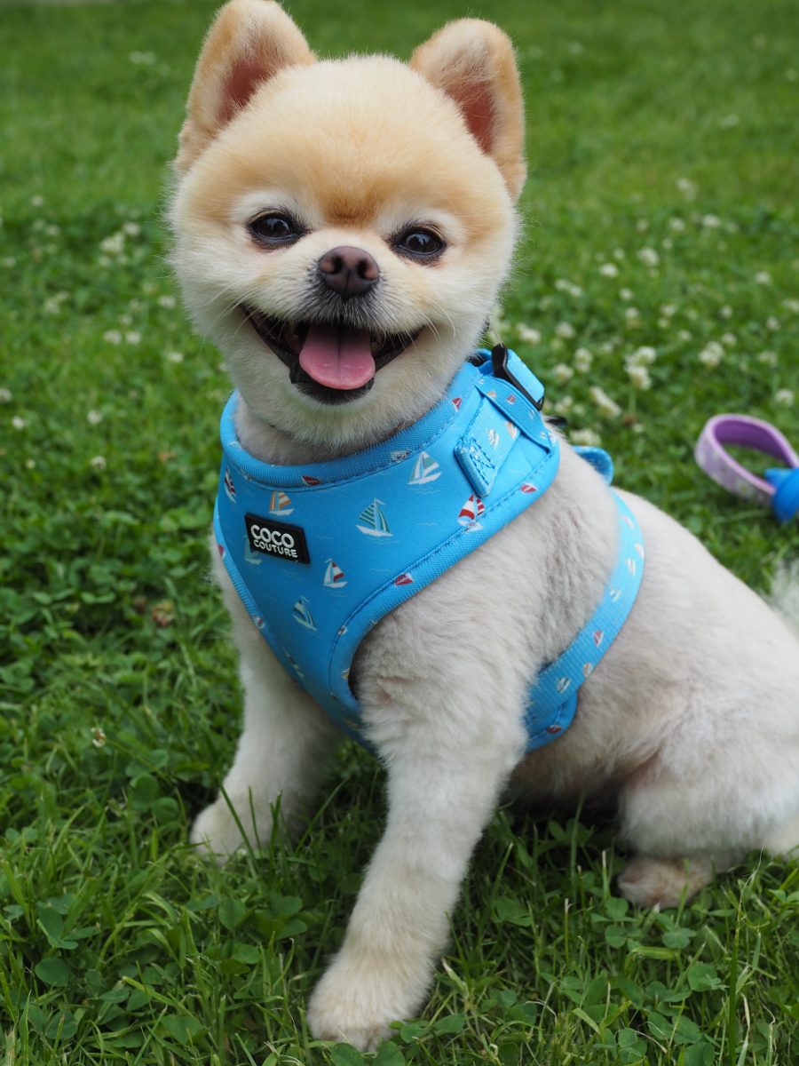 Seas The Day Adjustable Dog Harness – by Coco Couture-6