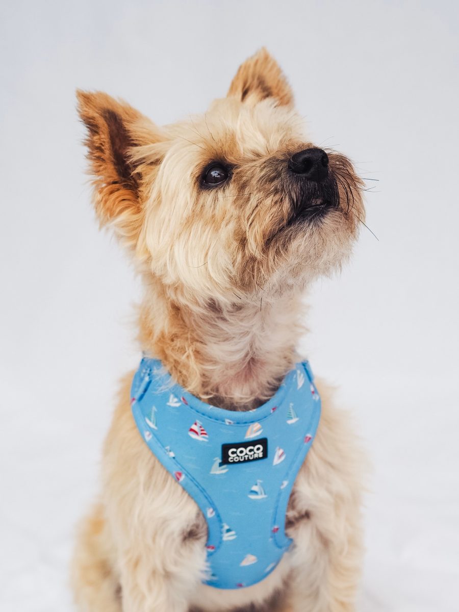 Seas The Day Adjustable Dog Harness – by Coco Couture-5