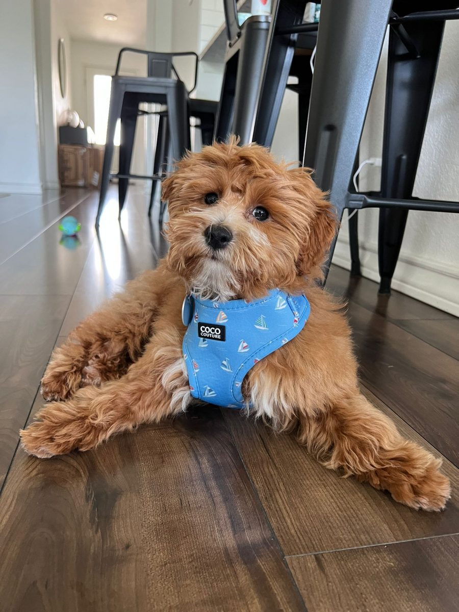 Seas The Day Adjustable Dog Harness – by Coco Couture-3