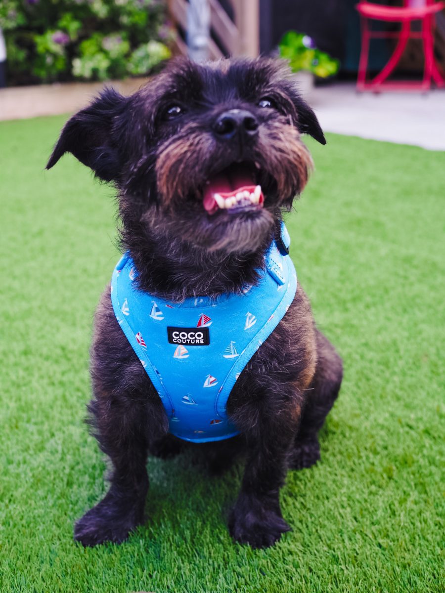 Seas The Day Adjustable Dog Harness – by Coco Couture-4