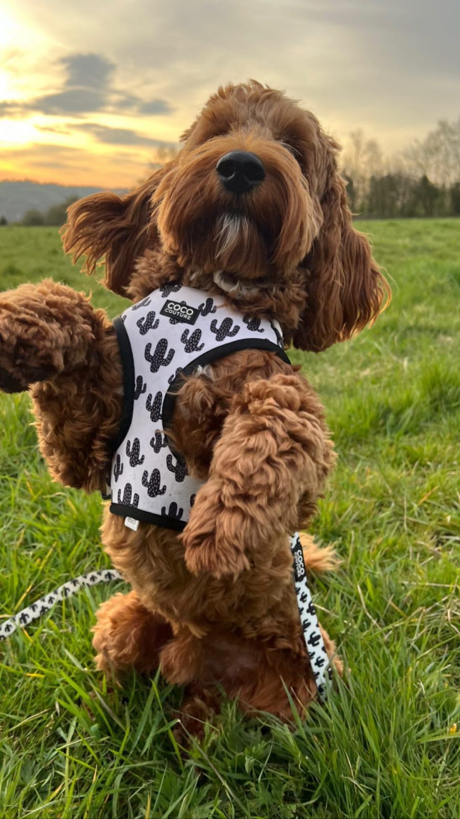 Prickly Paws Adjustable Dog Harness – by Coco Couture-8