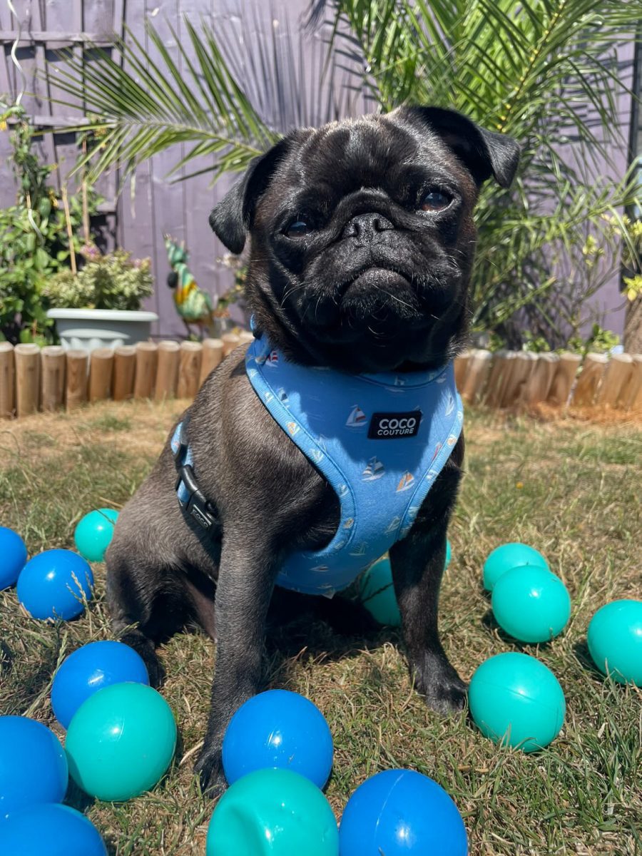 Seas The Day Adjustable Dog Harness – by Coco Couture-1