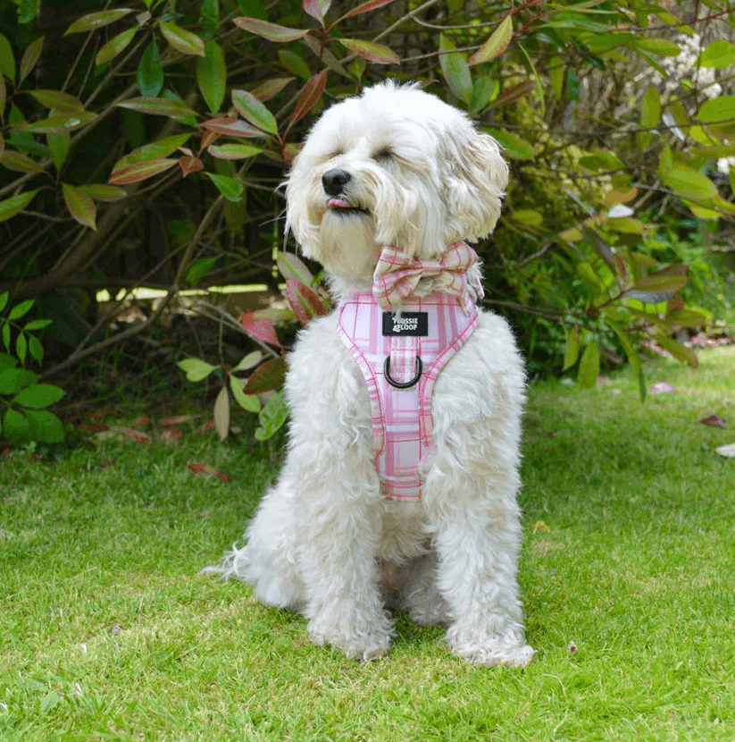 Oxford "Blush" Dog Bow Tie – by Flossie & Floof-3