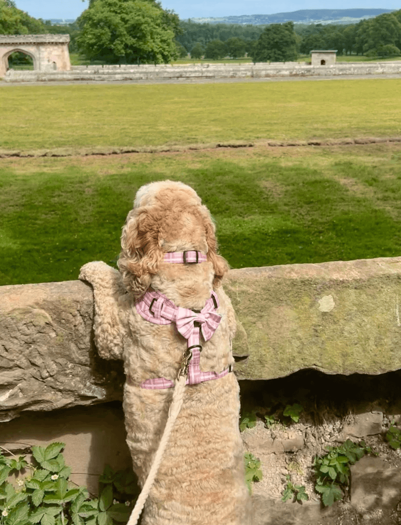 Oxford "Blush" Dog Bow Tie – by Flossie & Floof-4