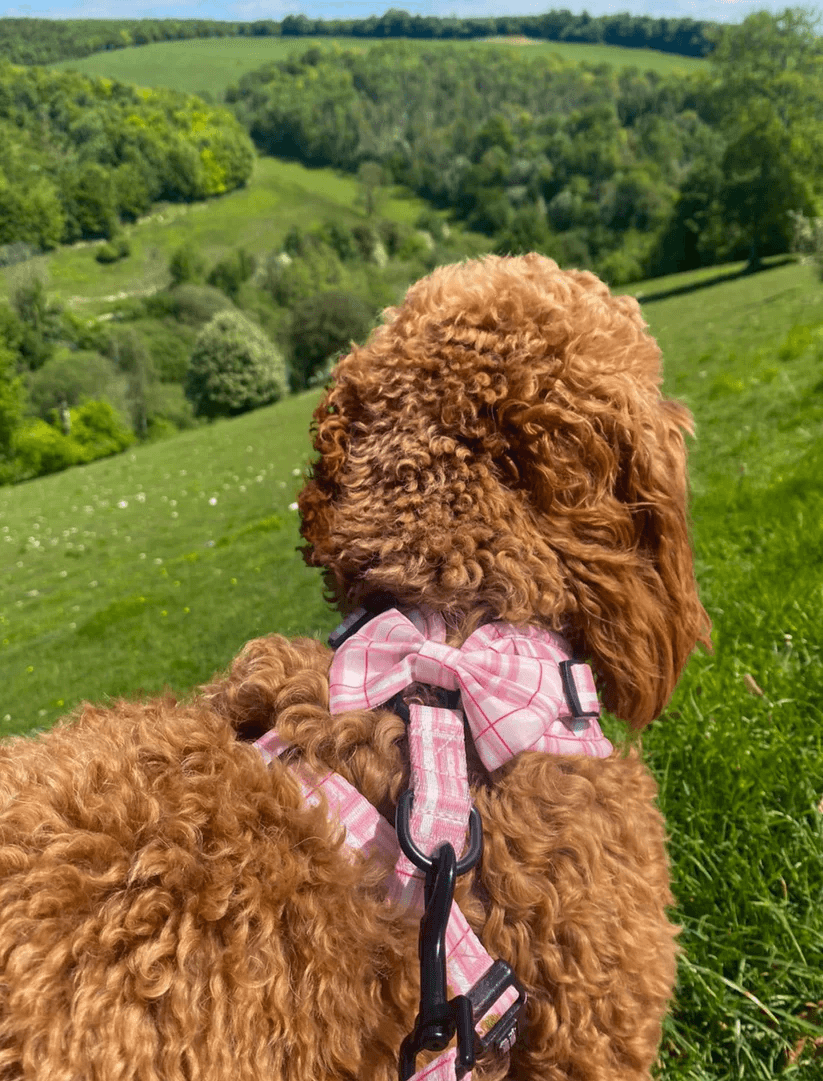 Oxford "Blush" Dog Bow Tie – by Flossie & Floof-1
