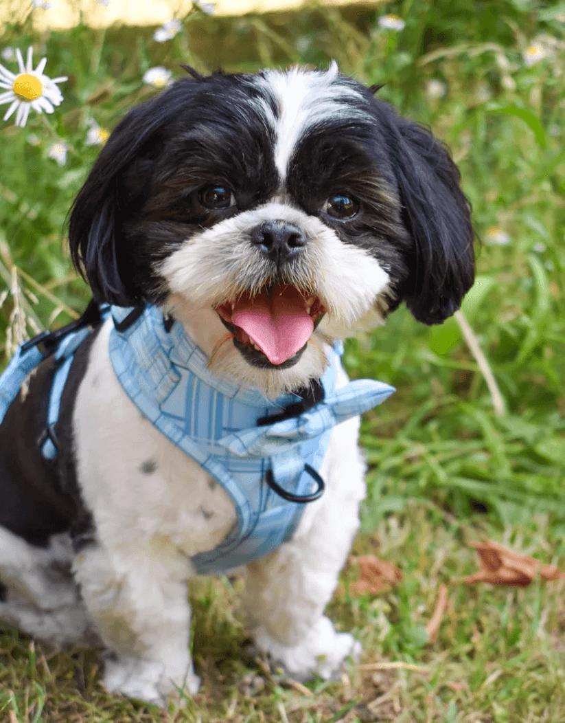 Oxford "Oasis" Dog Bow Tie – by Flossie & Floof-4