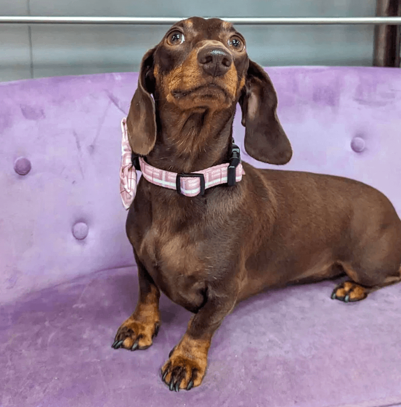 Oxford "Blush" Dog Bow Tie – by Flossie & Floof-5