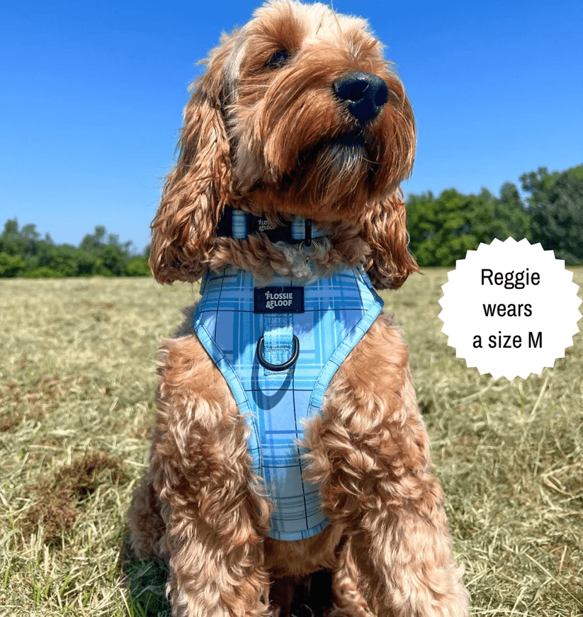 Oxford "Oasis" Adjustable Dog Harness – by Flossie & Floof-7
