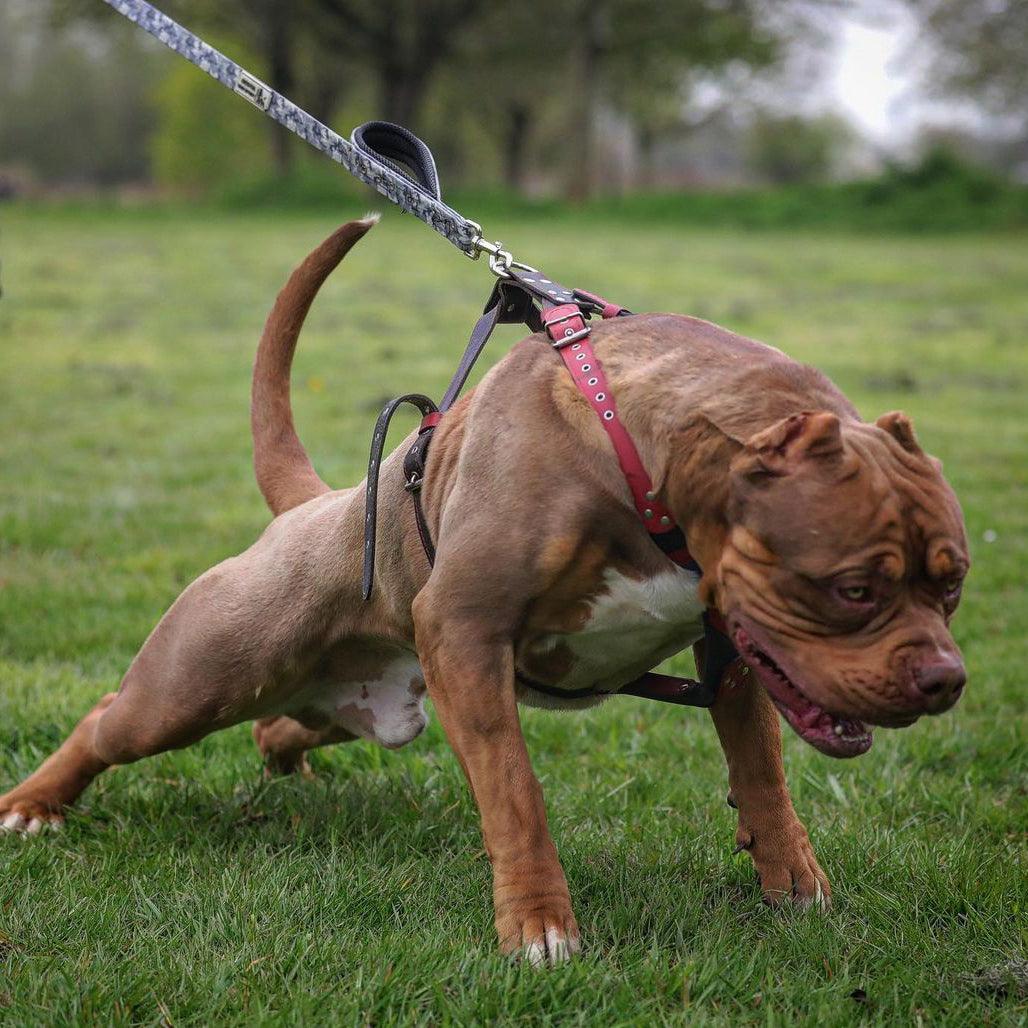 BESTIA DOG SPORT Dual Handle Leash Grey Camo-3