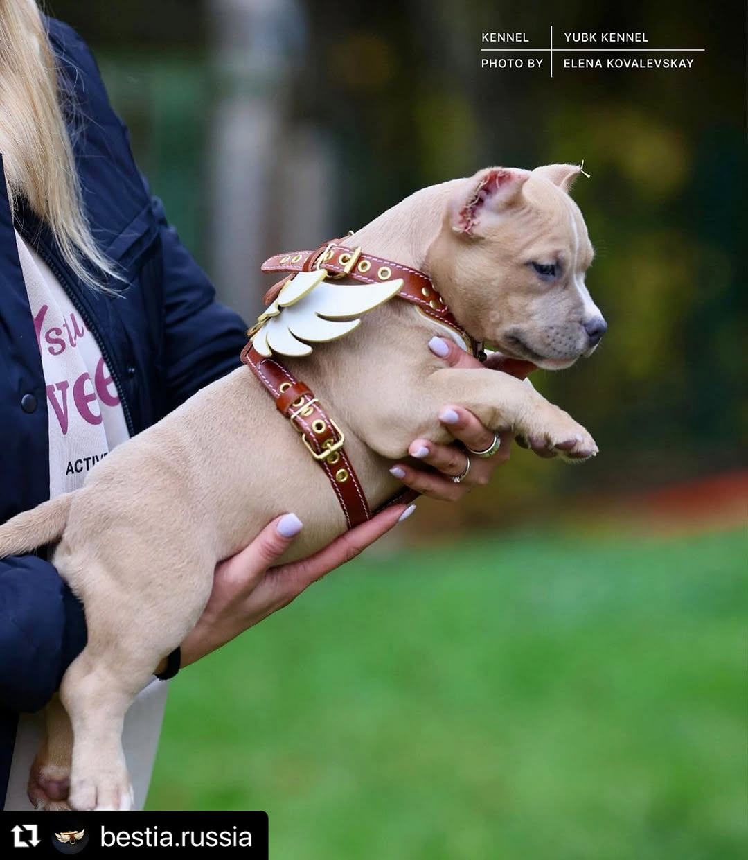 The "Hermeses" Leather Harness - Small to Medium Size-3