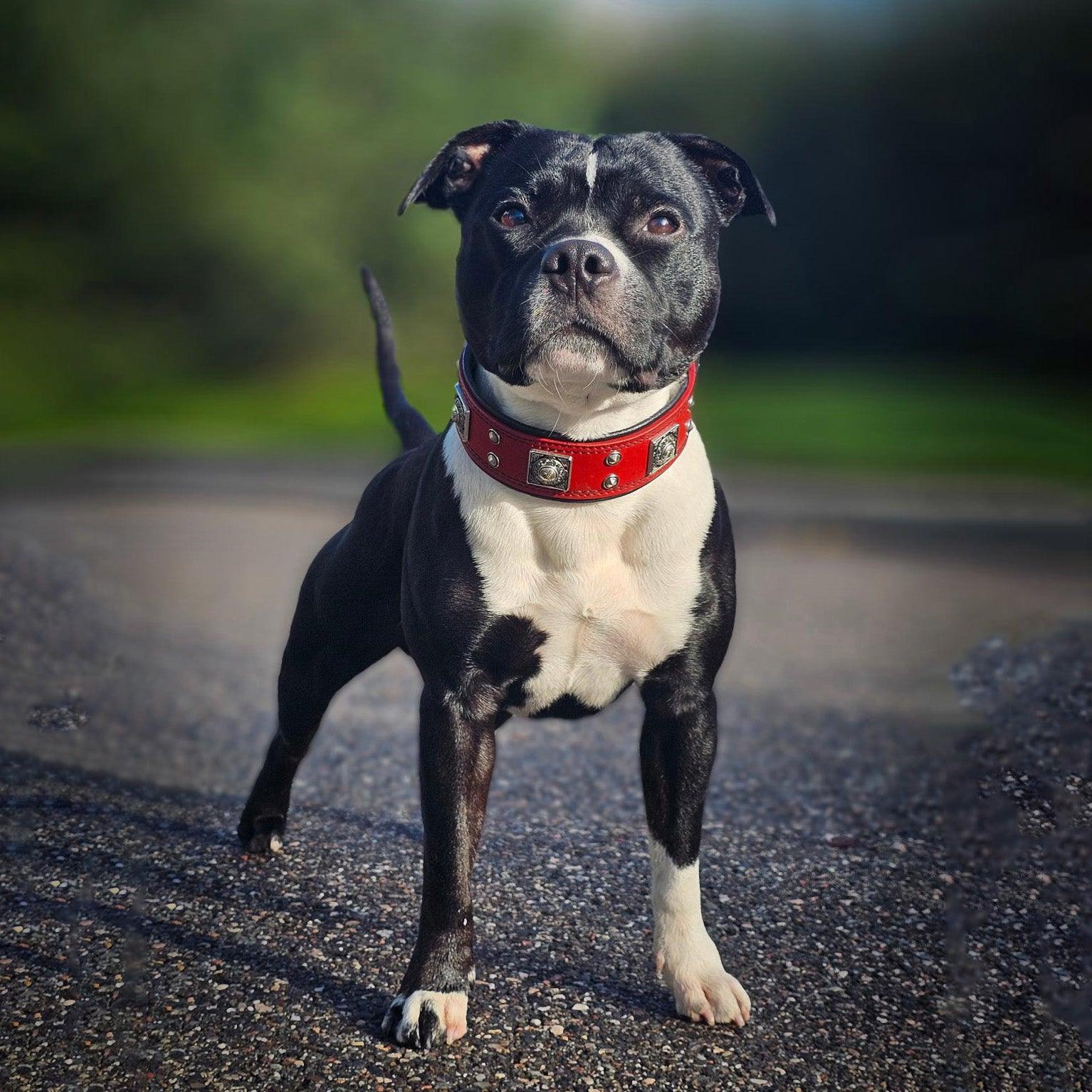 The "Eros" Collar 2 inch wide Red-1