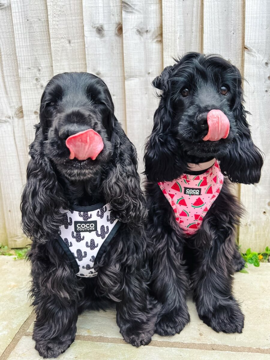 Prickly Paws Adjustable Dog Harness – by Coco Couture-11