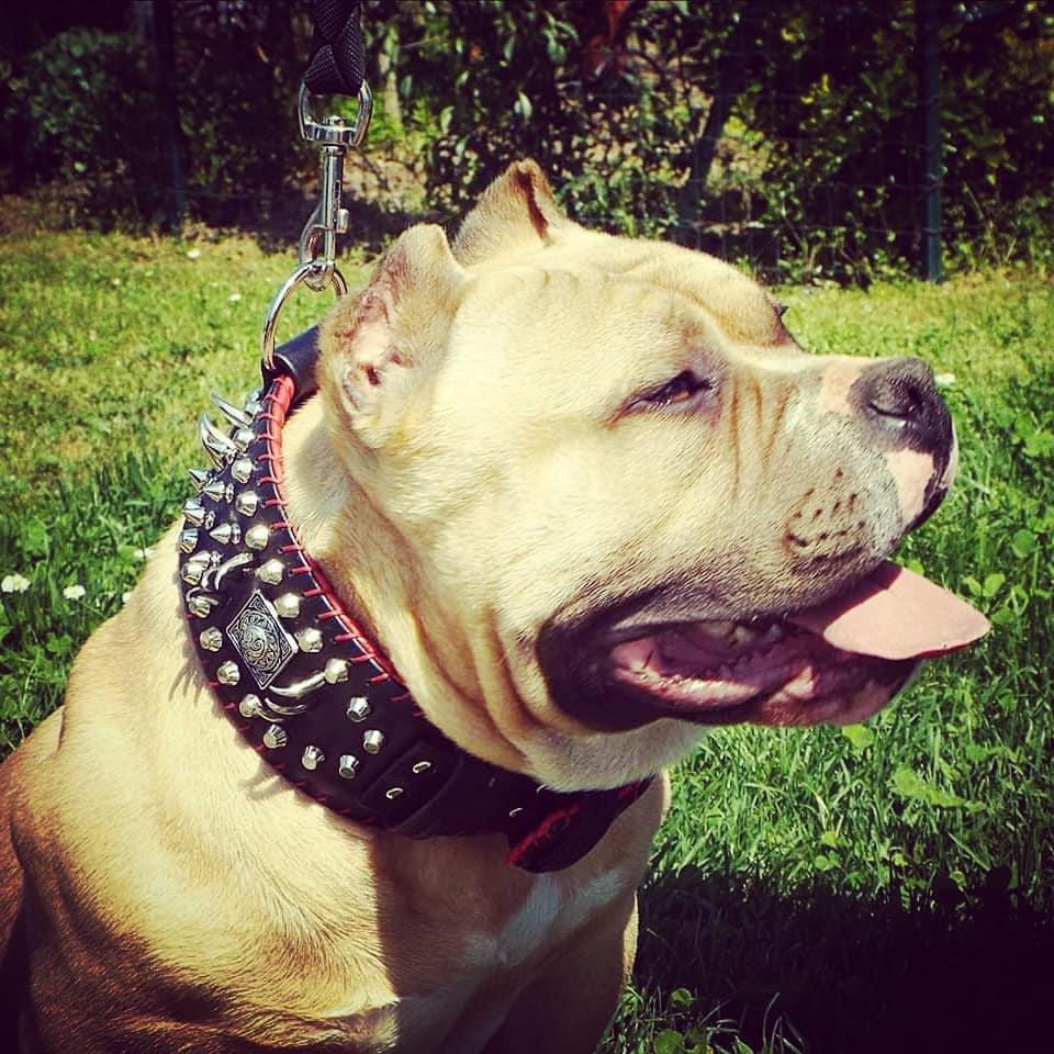 the "DAVID" Hand Stitched 3.15 inch wide Show Collar-1