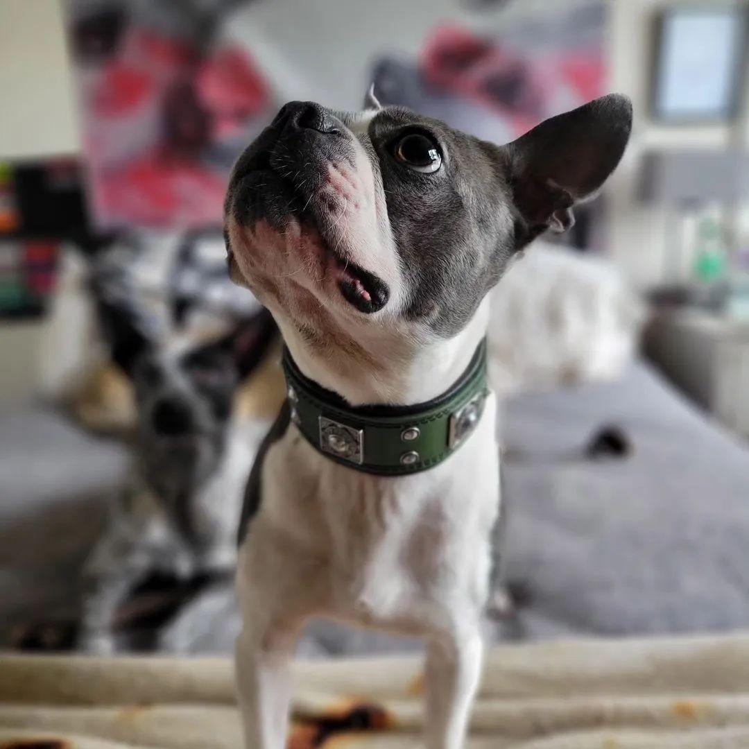 The "Eros" Collar 2 inch wide Green-1