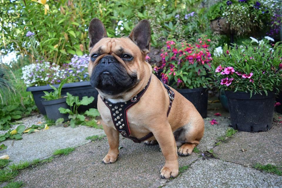 The "Rocky" Studded Leather Harness Small to Medium Size-1