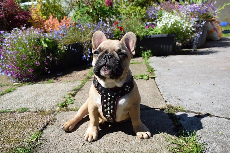 The "Rocky" Studded Leather Harness Small to Medium Size-2