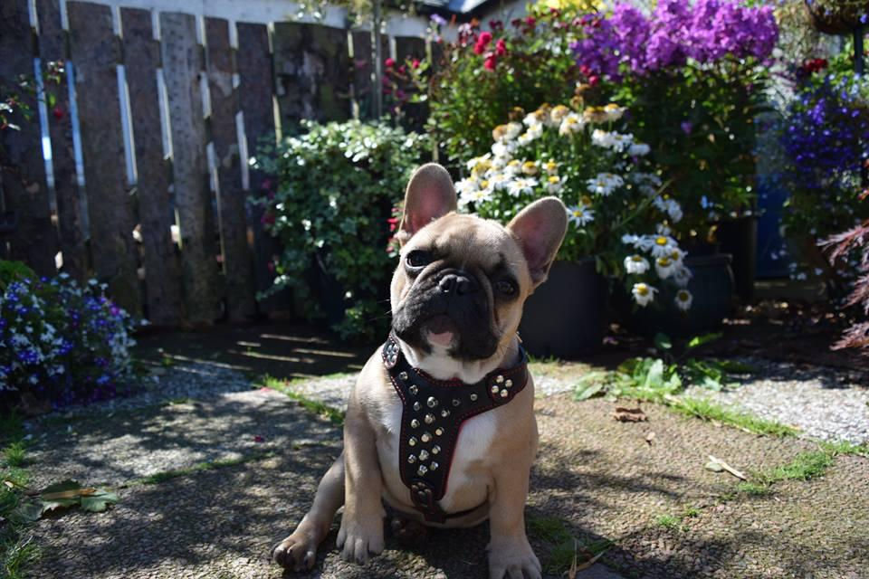 The "Rocky" Studded Leather Harness Small to Medium Size-4